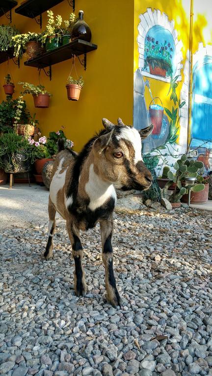Chiai Francesco Farm stay *